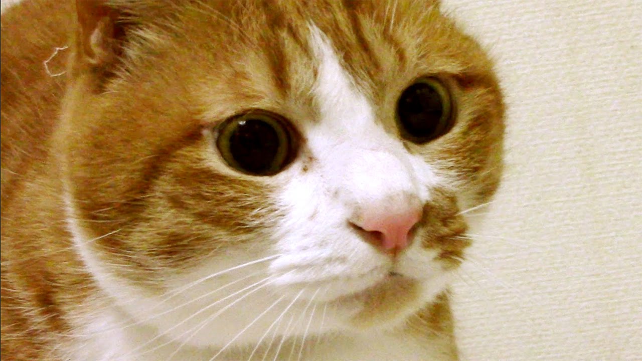 猫たちの春 喧嘩じゃなくて サカリの季節 オスとメスの行動 The Cats Threaten It In Excitement But They Do Not Quarrel Youtube