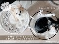 【サスティナブルDIY】 古着Tシャツとプランタースタンドで初心者も簡単！犬用ハンモックの作り方