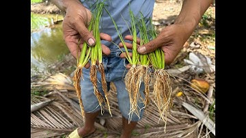 Giải pháp cứng cây|Những yếu tố giúp lúa cứng cây mùa mưa bão.