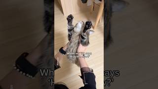 How can I say no?❤️ #shorts #cat #funny