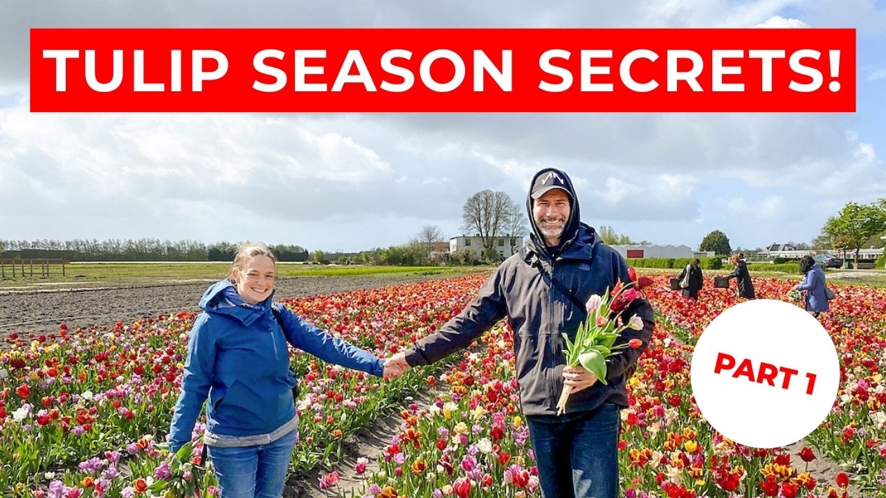 Part 1: Your Complete Guide to Springtime Tulip River Cruises in The Netherlands & Belgium