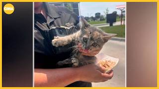 Kitten adopted after being rescued from car grille