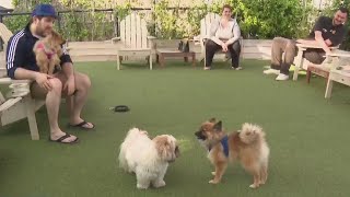 FDA says it is safe to bring dogs to eat at outdoor dining areas