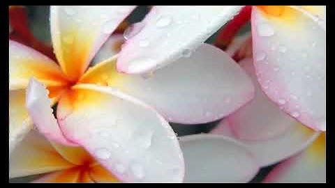 الشيخ نعمة الحسان - سورة المرسلات