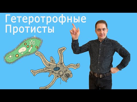 Протисты : Амеба, Инфузория-туфелька | ЦТ по биологии