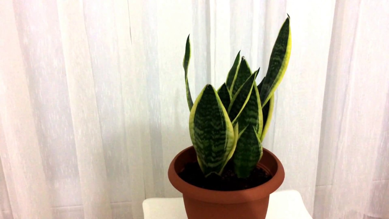 Kilic Cicegi Peygamber Kilici Pasa Kilici Sanseveria Youtube