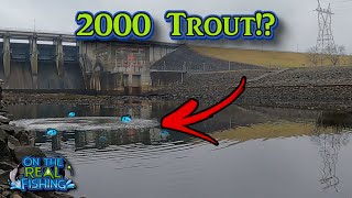 Famous Middle Tennessee Winter Trout Stocking Has Begun! (2023-2024) Profile