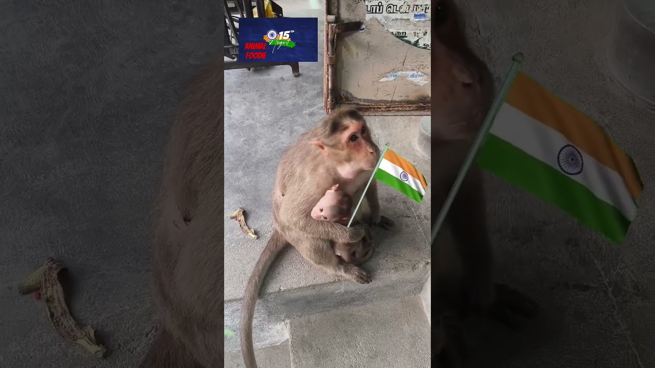 Advance Happy Independence Day - Animal Foodie 