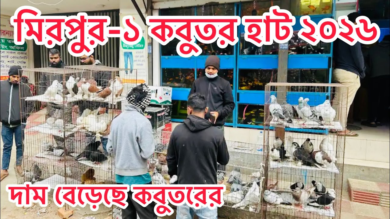 হুট করেই দাম বেড়েছে কবুতরের | মিরপুর-১ কবুতর হাট ০৬/০২/২০২৬ | MOHAMAD RAFI | 