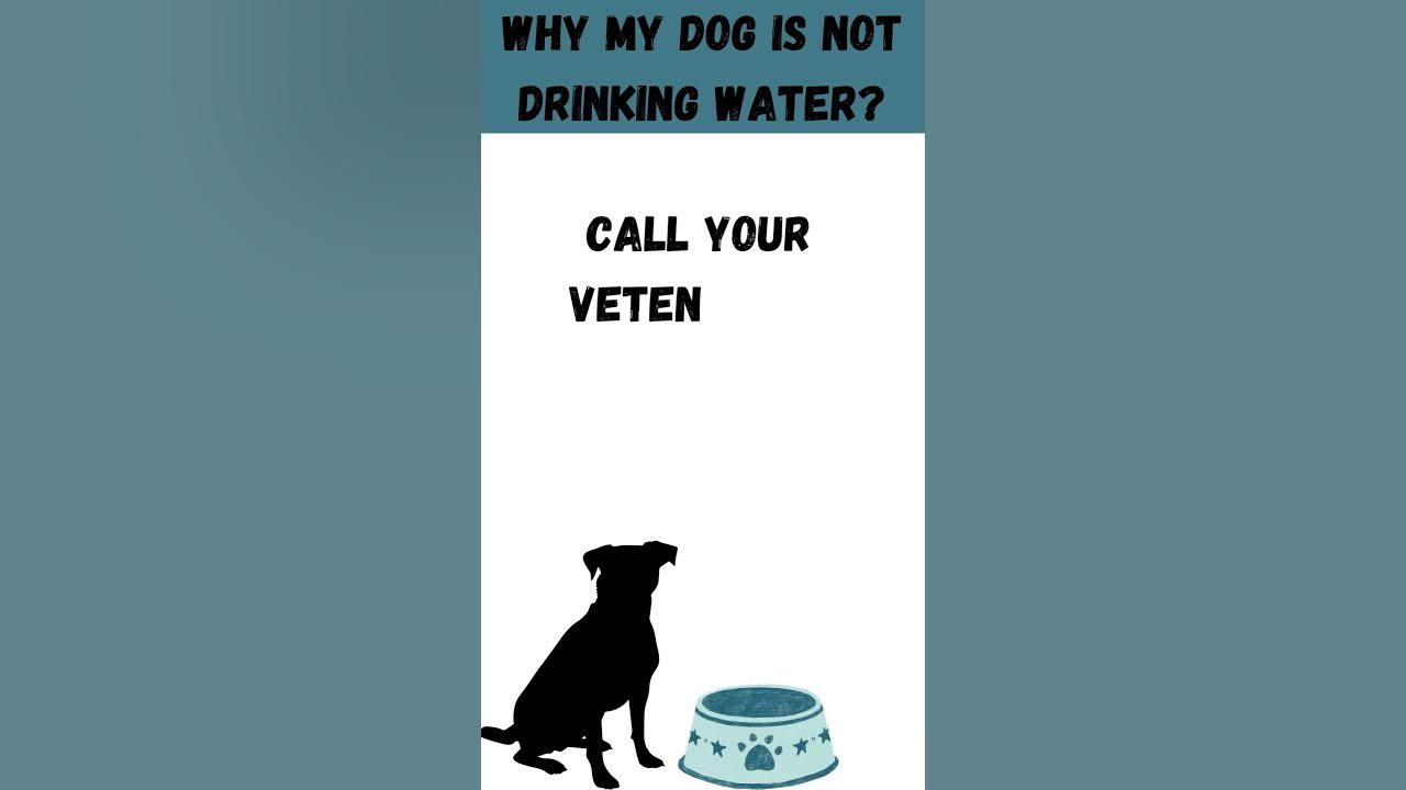 Why my dog is not drinking water shorts youtube