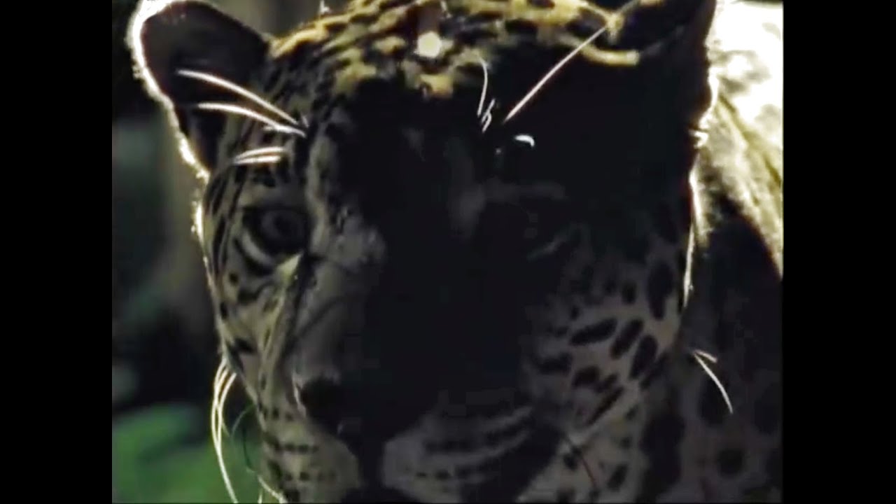 Download Jaguar Hunting at Night | Jungle Nights | BBC Earth