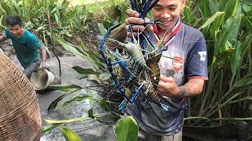 tát mương bắt tôm càng xanh ở miền tây, gặp ngay ổ cá lóc