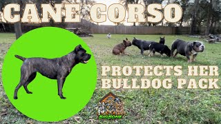Unbelievable Protective Instinct: Cane Corso Watchdog Over Bulldog Family by The Bulldog Breeder 864 views 1 year ago 1 minute, 38 seconds