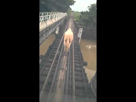 Vídeo: A velocidade do trem Sapsan é comparável ao vôo rápido de um falcão