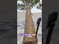 Cut Tree 03