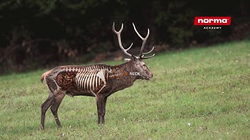 Vital Zones: Red Deer | Norma Academy