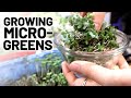 Growing food FAST in the middle of winter (microgreens) | GroundedHavenHomestead