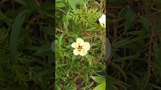 Turnera Subulata  Bunga Pukul Delapan shorts short blooming timelapse flower relaxing