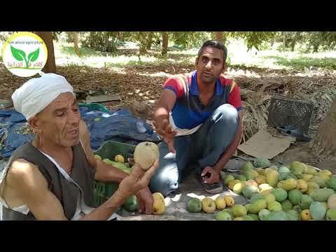 مواصفات بعض اصناف المانجو للعصير للتخزين للأكل