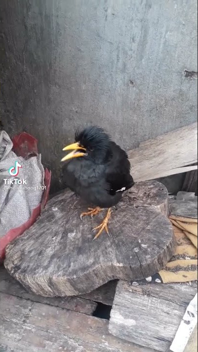 dạy sáo nói sao cho ngầu
