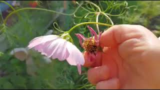 Saving Cosmos Flower Seeds