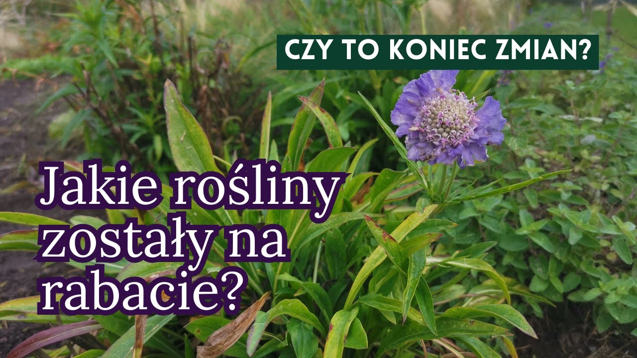 Efekt porządków i zmian na rabacie.