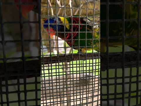 Loro Eclectus Proviene del norte de Australia, Nueva Guinea y otras islas del Pacifico #shortvideo