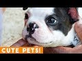 Best Cute Pets of the Week Compilation ft  Dogs   Cats   Try Not to Laugh Funny Pet Videos FPV 2018