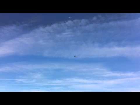 Look! It's a bird,it's a plane,no it's a r/c eagle