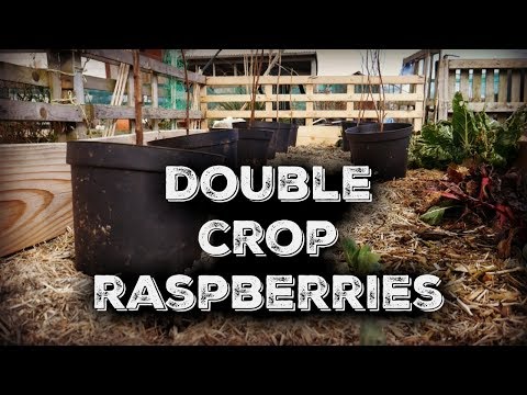 Video: Kapan transplantasi raspberry ke tempat baru di musim gugur