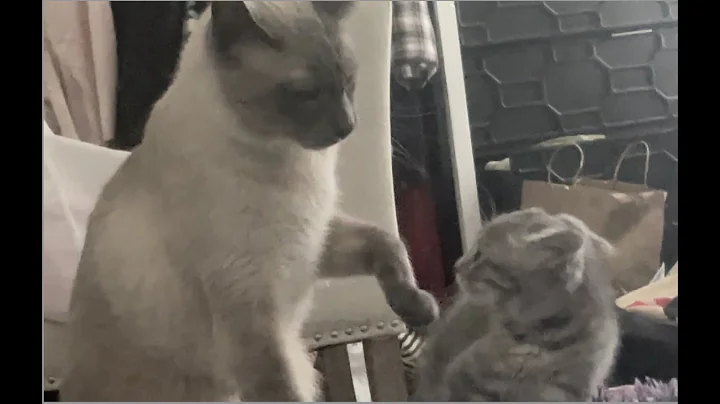 Watch the video about SIAMESE CAT AND KITTEN FIGHT