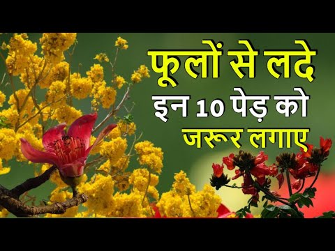 बरसात में लगाइये 10 फूलों वाले पेड़। Grow These Flower Tree in Rainy Season