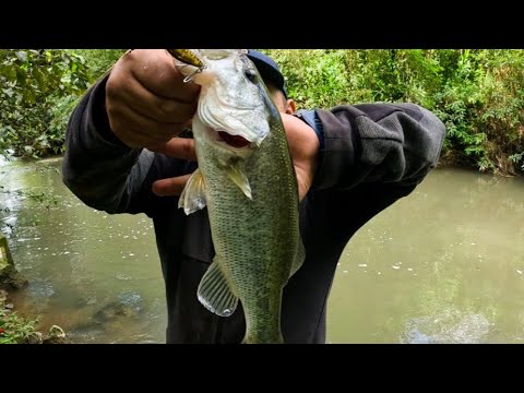 Black Bass Fishing In Guatemala –  Pesca De Lobina Negra En Guatemala 💪😎✌️🎣🎣🇬🇹🇬🇹