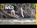 Jaguars vs giant otters who will win  nat geo wild