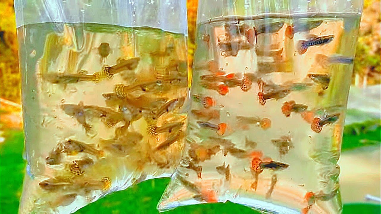 Matrizes de Guppy (Lebiste) Manejo na piscicultura