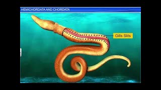 CBSE Class 11 Biology || Hemichordata and Chordata || By Shiksha House