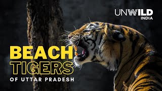The Tiger Den of Uttar Pradesh | Pilibhit Tiger Reserve | Chuka Beach