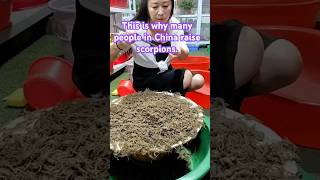 This is why many people in China raise scorpions. #shortvideo