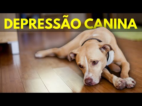 Vídeo: Onde crescem as calças do Bears?