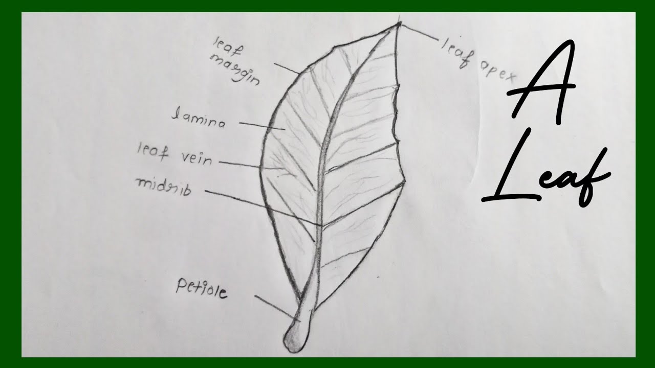How to Draw External Features of a Simple Leaf Labelled Diagram Easy ...