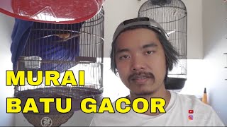 KICAU MANIA BURUNG GACOR