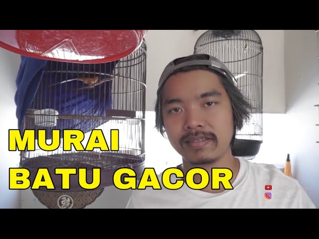 KICAU MANIA BURUNG GACOR class=