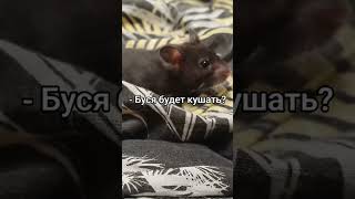 Тгк: Dohodyaga03 Буся любит кушать 🐹👍 #домашниеживотные #волочкова #тренд #сирийскийхомяк