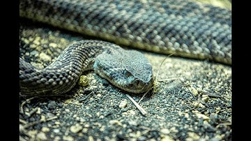 Snake Rattling Sound Effect