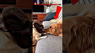 Sleeping Dog Gets the Scariest Surprise 😳🐕#shortsvideo #shortsfeed #shorts
