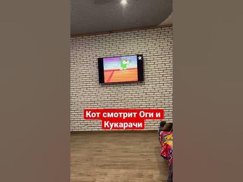 Кот смотрит Оги и Кукарачи 😂 - YouTube