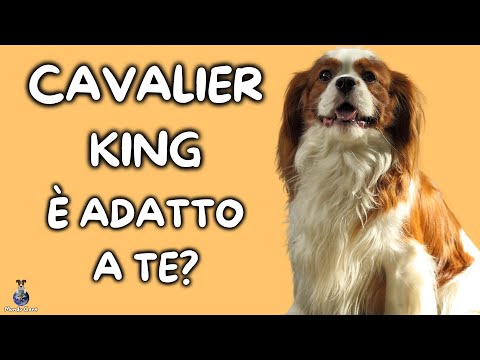 Video: Come posso curare la pelle secca del mio Golden Retriever?