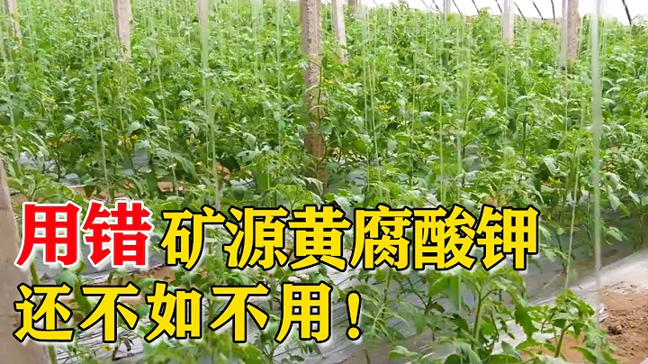 礦源黃腐酸鉀使用不當，等於白用，使用技巧是重點【付老師種植技術團隊】 - 天天要聞