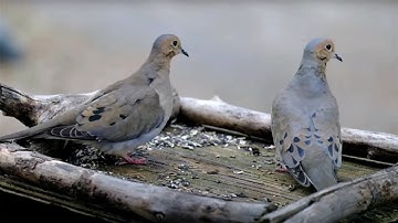 Mourning Doves, Grackles, Blue Jays and Chipmunks - 10 Hour CAT TV - May 17, 2023