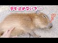 撫でるのをやめたら怒られました💔【赤ちゃんカピバラ】